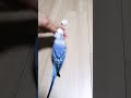 セキセイインコ　噛まれる　いつもです