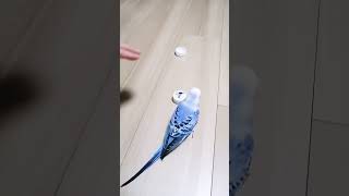 セキセイインコ　噛まれる　いつもです