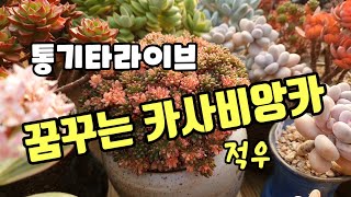 꿈꾸는 카사비앙카-통기타라이브(햇살조명이 제일 예쁜 다육이들)