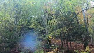 Chasse du grand gibier dans le Cantal en battue 🍂