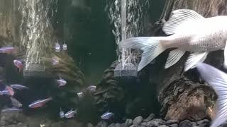 『白金蝴蝶龍鯉』^_^ Platinum Butterfly Koi 小型魚缸（佈置-夥伴加入）短身黃金小蝴蝶+紅蓮燈1打.. 夜拍@ 2020/08/01