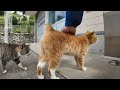 港で出会った猫「あっちで猫の集会があってるニャン、付いてくるニャン」