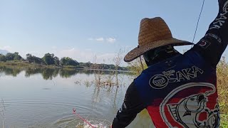 #ถล่มรังยี่สก ด้วย#ชิงหลิว 4.5 #ตกลอยยี่สก #วัดจนปวดแขน มันสุดๆ#fishing