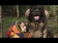 leonberger the best family dog breed