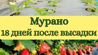 Сорт Мурано. 18 дней после высадки. Удаление цветоносов.