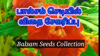 Balsam Seeds Collection / பால்சம் விதை சேகரிப்பு