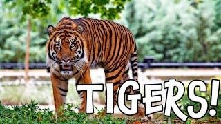 Tigers! Learn about Tigers for Children