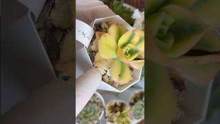 【多肉植物】ハダニ被害と予防対策！