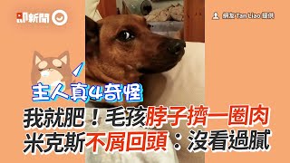 我就肥！米克斯脖子擠一圈肉　不屑回頭：沒看過膩｜寵物｜狗狗｜游泳圈｜搞笑