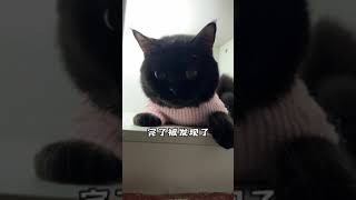 自从养了黑猫 我每天都在找猫中渡过 #黑猫 #萌宠出道计划