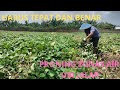 PRONING‼️golor/tunas air pada tanaman ubi jalar, yg tepat dan benar#proningubijalar