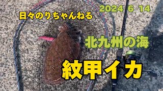 【日々のりちゃんねる】北九州の海🌊　モンゴウイカ釣れたよ🦑