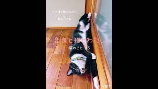 お散歩中逸れた猫を探しに行ったらあっさり見つかった。/フェンス越しの再会#猫との暮らし#温泉地で暮らす猫