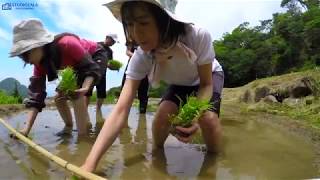 石部棚田で田植え祭り2018