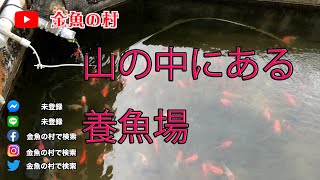 山の中にある養魚場　金魚　鯉　養魚場訪問　福岡県宗像市　吉武養魚場