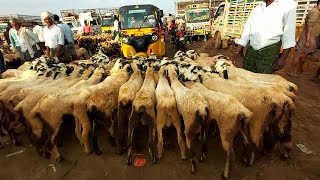 SHEEP GOAT KIDS GUDUR MARKET 20 11 20