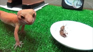 ５匹のレッドローチを捕食するヒョウモントカゲモドキ　Leopard gecko feeding roach