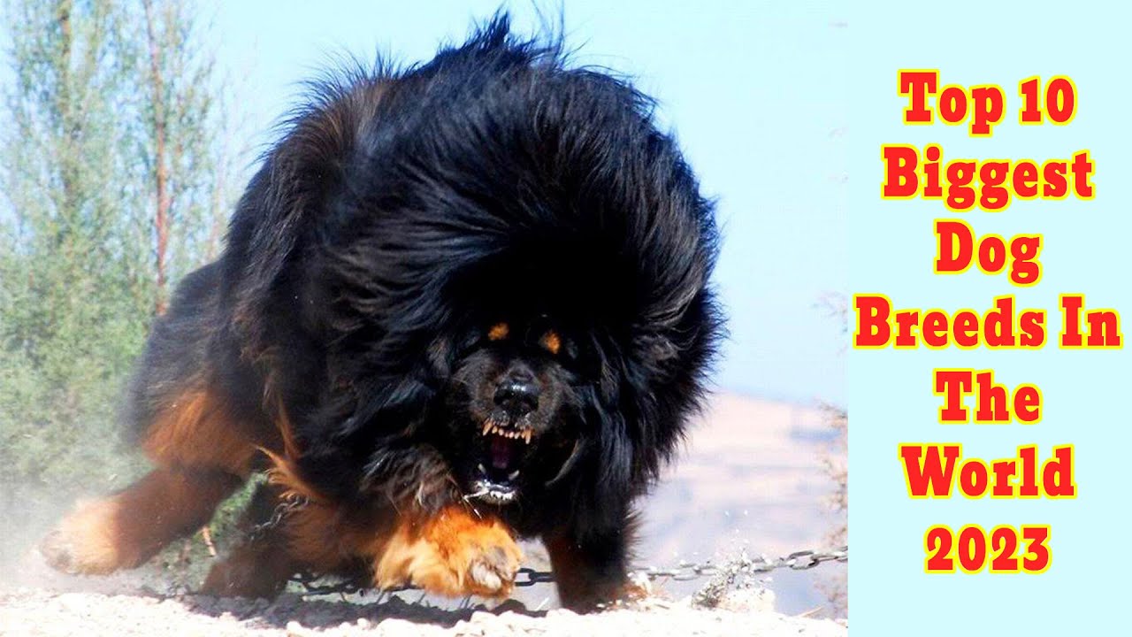 Top 10 Biggest Dog Breeds In The World 2023 - YouTube