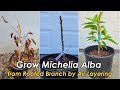 How to Grow & Care for Michelia Alba (White Champaca) from Rooted Branch by Air Layering (白兰的种植和养护)