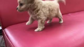 ペットショップ犬の家＆猫の里エアポートウォーク名古屋店　110506ハーフ犬(トイプードル×チワワ)