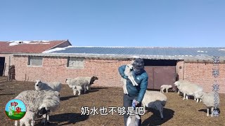 第二季(537)种公羊怎么选？一个“失误”导致小羊太早当爸，羊羔每天接不停！