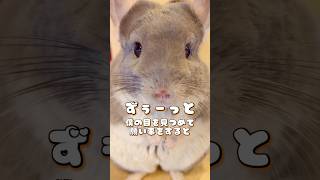 しれませんっ🐹✨ #チンチラ #chinchilla