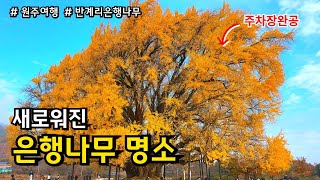 [서울근교] 원주여행 강원도 반계리 은행나무 가을여행 무료주차