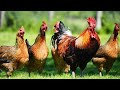 Chicken Sounds Crowded | CHICKEN JAGO COLOR COLOR LEARN CHILDREN IN CHILDREN | Peu Su