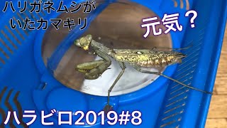 [ハラビロカマキリ飼育#8]ハリガネムシが出てきた後