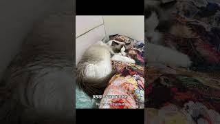 有养过“那种”猫咪的铲屎官吗猫咪的迷惑行为 养猫人 一身反骨的猫