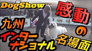 [GreatPyrenees]グレートピレニーズ優太の九州インターナショナルドッグショーに出陣した時の勇姿