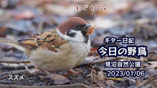 ギター日記　今日の野鳥　・　見沼自然公園　2023年1月6日