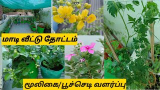 மாடி வீட்டு தோட்டம்/ Terrace Garden Tour/மூலிகை செடிகள்-சளி இருமல் தலைவலி குணமாக/பூ செடிகள் வளர்ப்பு