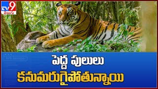 Tigers In India : పెద్ద పులులు కనుమరుగైపోతున్నాయి - TV9