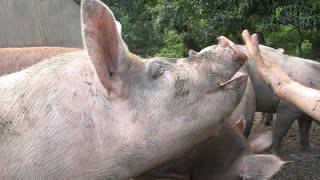 母豚・子豚を「放牧」で飼育する養豚場