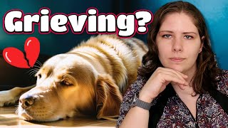Canine Grief: Insights from a Vet & Recent Research