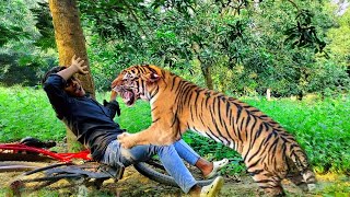 Tiger Attack Man In Forest | Royal Bengal Tiger Attack | In Forest