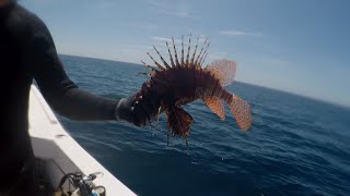 Be the predator: Lionfish are a menace in the Gulf of Mexico | 10News WTSP