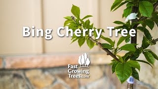 Bing Cherry Tree Fast Growing Trees