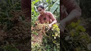 Peanut Farming | കപ്പലണ്ടി കൃഷി ഇനി വീട്ടിലും #shorts #kerala #fruit #peanut #nuts #gardening