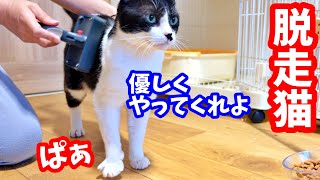 【保護猫】ママが来た瞬間に豹変した脱走猫と甘えん坊アピールをする先住犬と先住猫が可愛すぎました