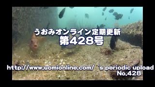 スベスベマンジュウガニなど初見の生き物【水中動画の定期更新No.428】