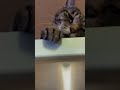 フェイントかけられた😹 ねこ ねこ好き cat kawaii ねこのいる暮らし ねこのいる生活 元野良猫 ねこすたぐらむ