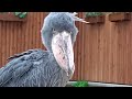 ファンサービスするよ💖ハシビロコウふたば★no.820★掛川花鳥園★shoebill futaba