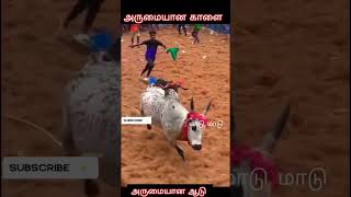 அருமையான காளை❤ அருமையான ஆடு #jallikattu #ஜல்லிக்கட்டு #jallikattu_2023