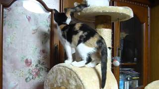 三毛猫の子猫キャットタワーで遊ぶ The kitten of the tortoiseshell cat is idle with a cat tower