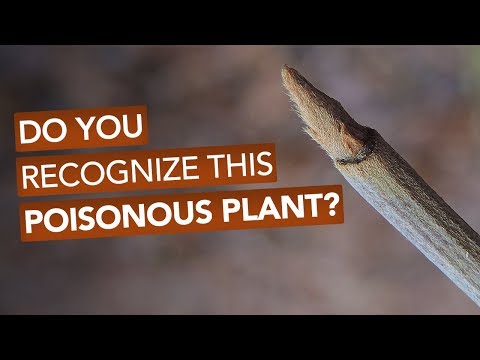 What is the Latin name of poison?