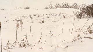 De plus en plus de terres endommagées par les motoneigistes au Saguenay-Lac-Saint-Jean - reportage