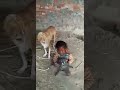 Dog fighting with a toddler 😂