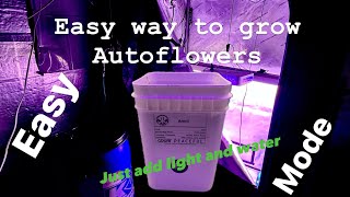 Easy way to grow Autoflowers / Just add light and water / Anvil